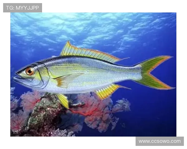 岱山海钓者意外发现：不同鱼类竟有独特 “语言”，百年渔谚暗藏声学密码(2)